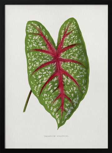 Green Caladium Chantini Leaf Illustration | Poster - Black Metal Frame Interior
