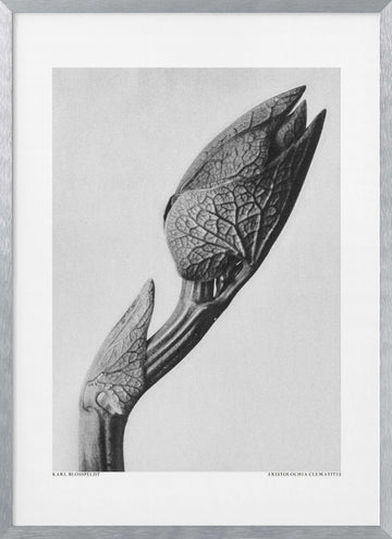 Aristolochia clematitis | Poster - Silver Frame Interior
