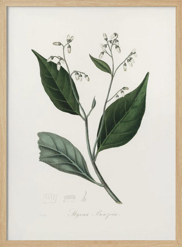 Gum Benjamin Tree (styrax Benzoin Medical Botany | Poster - Wood Frame Interior