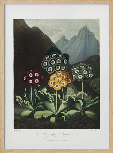 A Group of Auriculas from The Temple of Flora (1807) | Poster - Wood Frame Interior