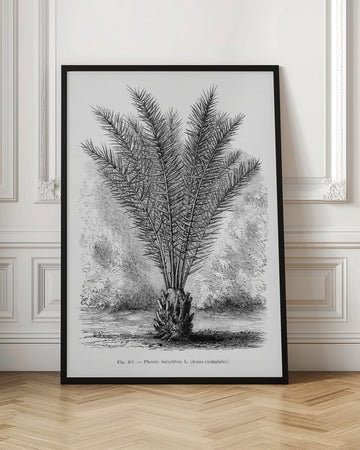 Vintage Palm Tree Drawing Xiii | Poster - Room Interior 1