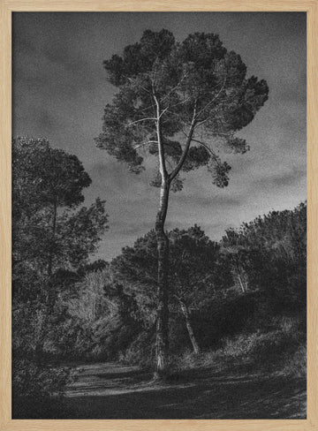Dramatic Lone Tree | Poster - Wood Frame Interior