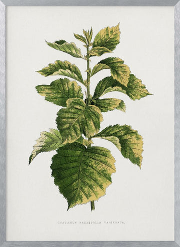 Common Hawnthorn Leaf Illustration | Poster - Silver Frame Interior