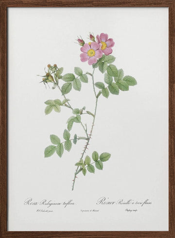 Sweetbriar, Les Roses (1817–1824) | Poster - Walnut Frame Interior