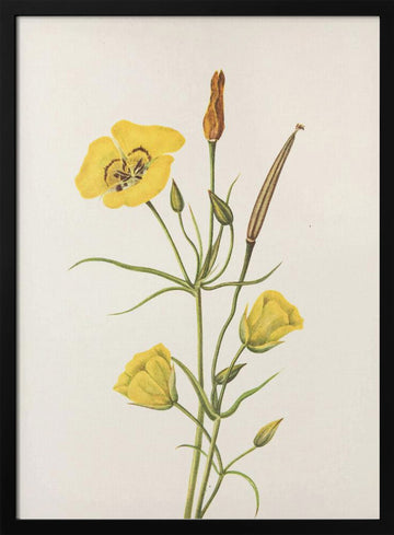 Goldenbowl Mariposa From North American Wildflowers (1925) By Mary Vaux Walcott | Poster - Black Metal Frame Interior