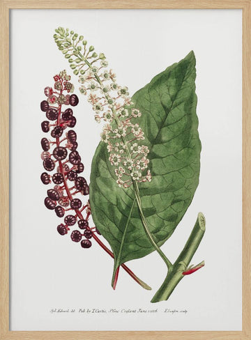 Phytolacca Decandra 1806 Flower Garden Displayed By Francis Sansom | Poster - Wood Frame Interior