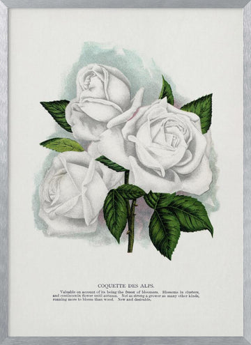 White Rose, Coquette Des Alps Lithograph | Poster - Silver Frame Interior