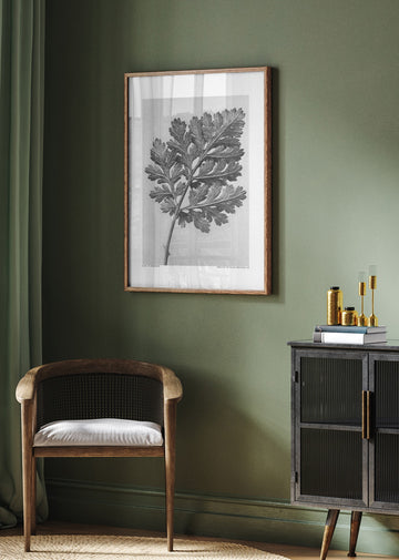 Chrysanthemum parthenium | Poster - Room Interior 2