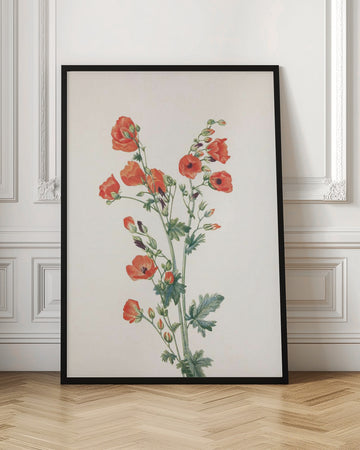 Scarlet Globe Mallow From North American Wildflowers (1925) By Mary Vaux Walcott | Poster - Room Interior 1