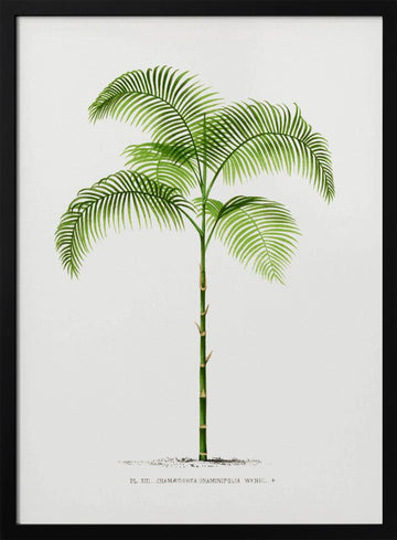 Xiii Chamaedorea G | Poster - Black Metal Frame Interior
