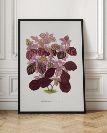 Pink Teleianthera Ficoidea Leaf Illustration | Poster - Room Interior 1