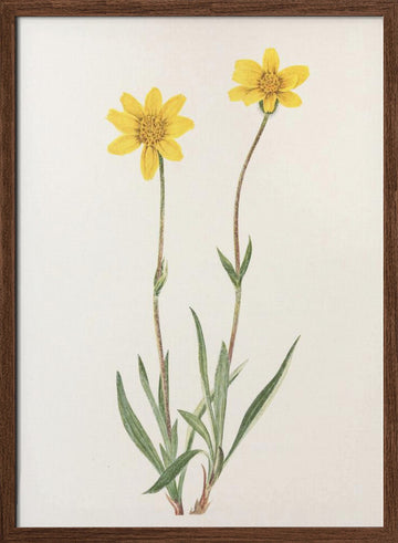 Woolly Arnica From North American Wildflowers (1925) By Mary Vaux Walcott | Poster - Walnut Frame Interior