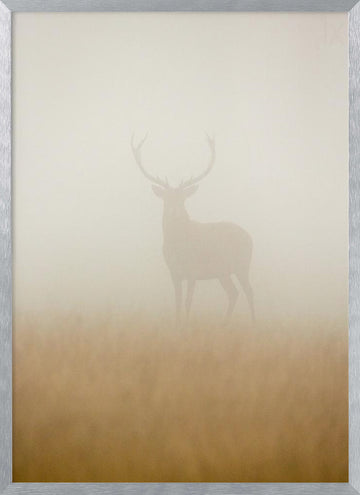 Stag in Morning Mist | Poster - Silver Frame Interior