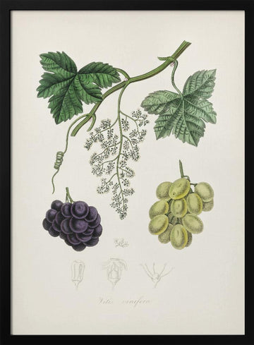 Common Grape Vine (vitis Vinifera) Medical Botany | Poster - Black Metal Frame Interior