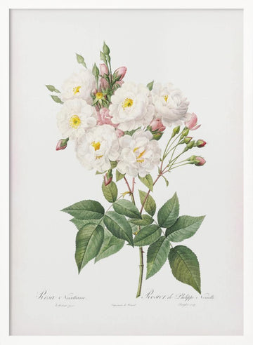 Rosa × Noisettiana, Les Roses (1817–1824) | Poster - White Frame Interior