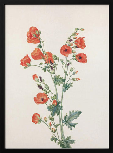 Scarlet Globe Mallow From North American Wildflowers (1925) By Mary Vaux Walcott | Poster - Black Metal Frame Interior