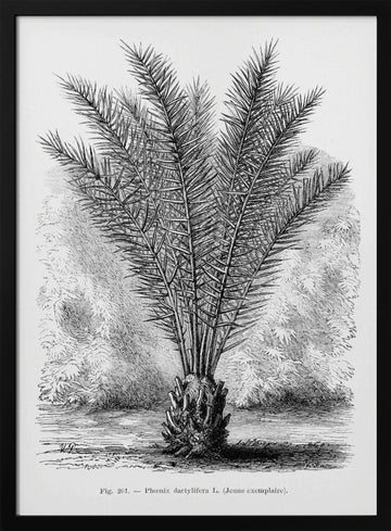 Vintage Palm Tree Drawing Xiii | Poster - Black Metal Frame Interior