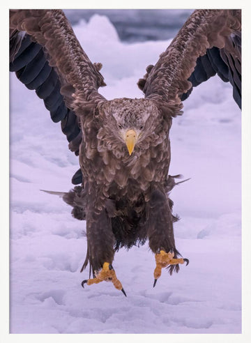 Powerful Eagle Winter Landing | Poster - White Frame Interior