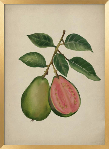 Fresh Guava Botanical | Poster - Gold Frame Interior