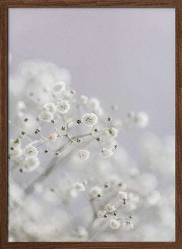 White Breath Flowers | Poster - Walnut Frame Interior