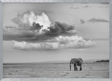 Lone Elephant Under Dramatic Sky | Poster - Silver Frame Interior