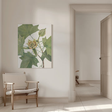 Tulip Tree From North American Wildflowers (1925) By Mary Vaux Walcott. | Canvas - Room Interior 1