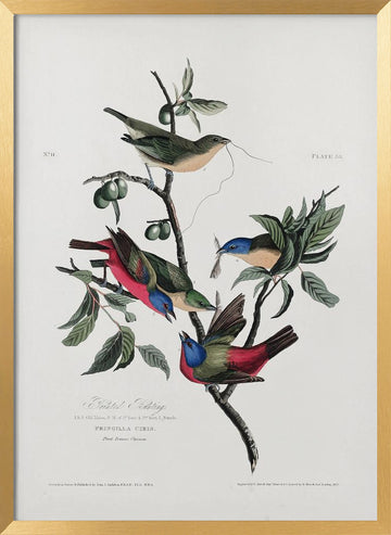 Painted Finch From Birds of America (1827) | Poster - Gold Frame Interior