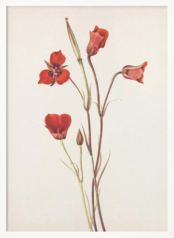 Scarlet Mariposa From North American Wildflowers (1925) By Mary Vaux Walcott | Poster - White Frame Interior
