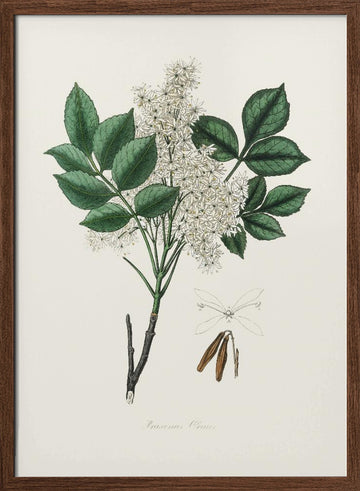 Manna Ash (fraxinus Ornus) Medical Botany | Poster - Walnut Frame Interior