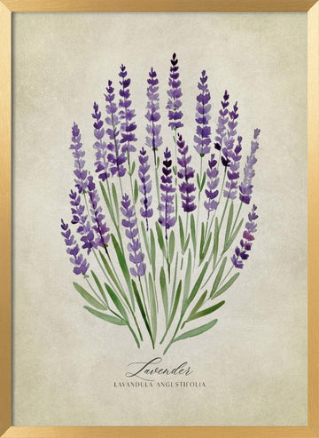 Purple Lavender Botanical | Poster - Gold Frame Interior