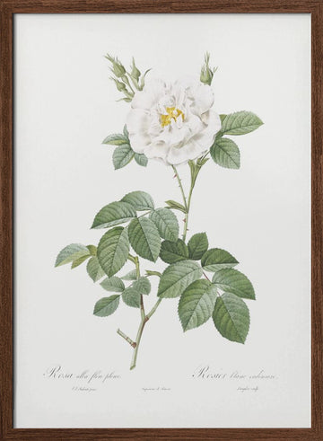 Rosa Alba Flore Pleno, Les Roses (1817–1824) | Poster - Walnut Frame Interior