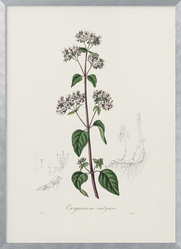 Oregano (origanum Vulgare) Medical Botany | Poster - Silver Frame Interior