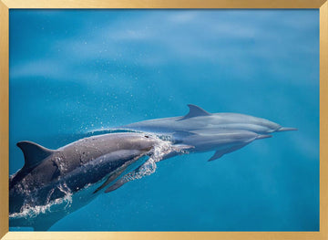 Dolphins In Motion | Poster - Gold Frame Interior