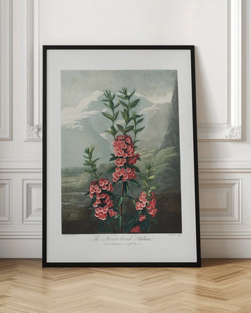 The Narrow–Leaved Kalmia from The Temple of Flora (1807) | Poster - Room Interior 1