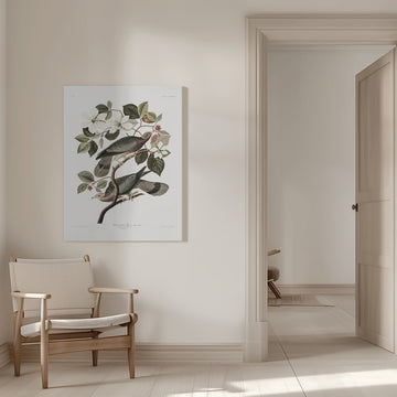 Brand Tailed Pigeon From Birds Of America (1827) | Canvas - Room Interior 1