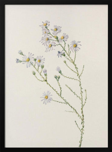 Pineland Aster From North American Wildflowers (1925) By Mary Vaux Walcott. | Poster - Black Metal Frame Interior