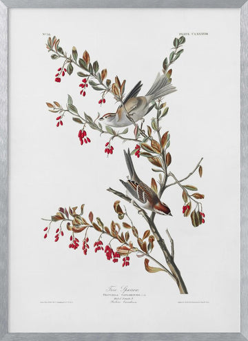 Tree Sparrow From Birds of America (1827) | Poster - Silver Frame Interior