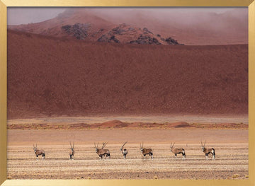 Oryx Herd Desert Dunes | Poster - Gold Frame Interior