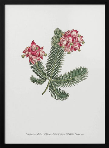 Erica Glauca   Flower Garden Displayed By Francis Sansom | Poster - Black Metal Frame Interior