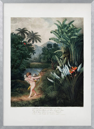 Cupid Inspiring Plants with Love from The Temple of Flora (1807) | Poster - Silver Frame Interior