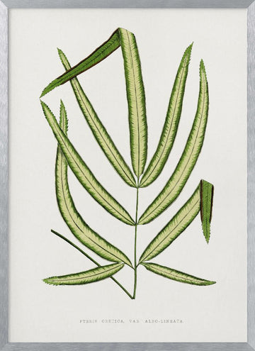 Pteris Cretica Leaf Illustration | Poster - Silver Frame Interior