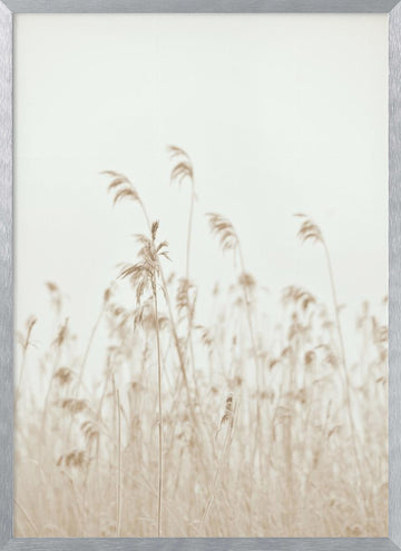 Soft Swaying Reeds | Poster - Silver Frame Interior
