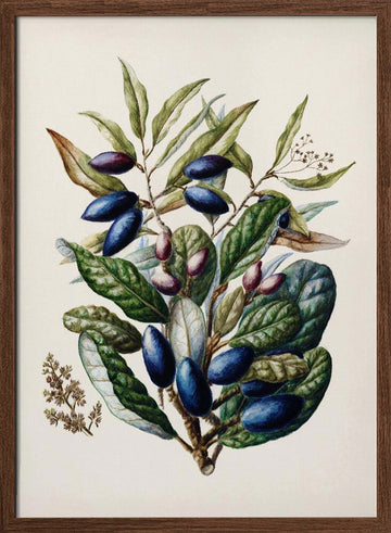 Beilschmiedia Taiaire Tawa Drawn By Sarah Featon (1848–1927) | Poster - Walnut Frame Interior