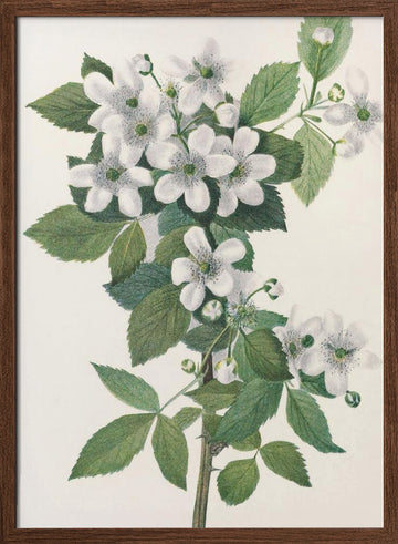 Highbush Blackberry From North American Wildflowers (1925) By Mary Vaux Walcott. | Poster - Walnut Frame Interior