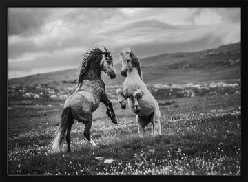 Wild Horses Rearing | Poster - Black Metal Frame Interior