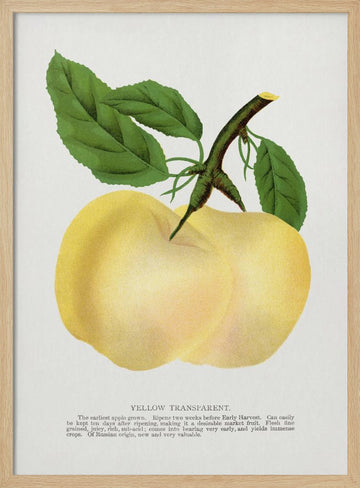 Yellow Transparent Apple Lithograph | Poster - Wood Frame Interior