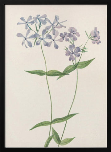 Blue Phlox From North American Wildflowers (1925) By Mary Vaux Walcott. | Poster - Black Metal Frame Interior