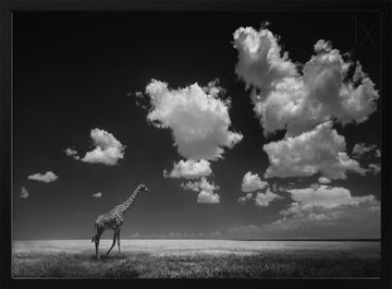 African Giraffe Sky | Poster - Black Metal Frame Interior