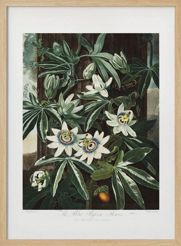 The Passiflora Cerulea from The Temple of Flora (1807) | Poster - Wood Frame Interior