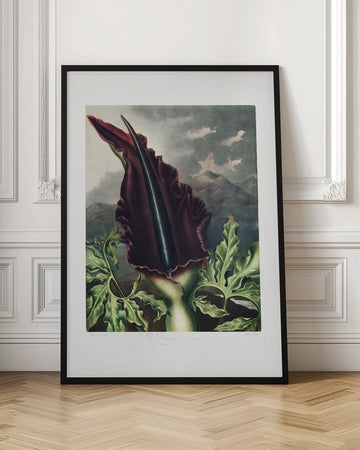 The Dragon Arum from The Temple of Flora (1807) | Poster - Room Interior 1